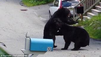 二狗爆料黑熊精的视频,黑熊精真实面目视频曝光  第2张